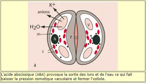 Illustration du cours