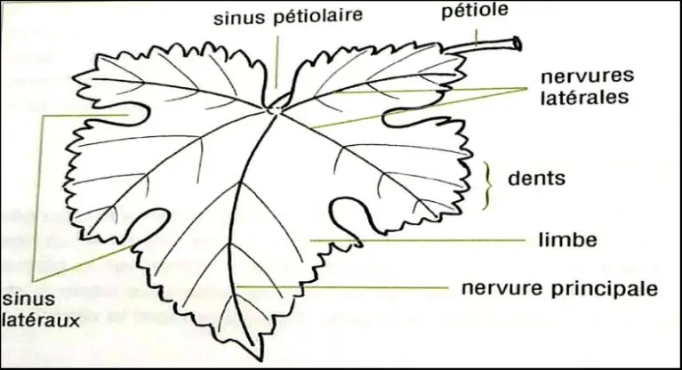 Illustration du cours