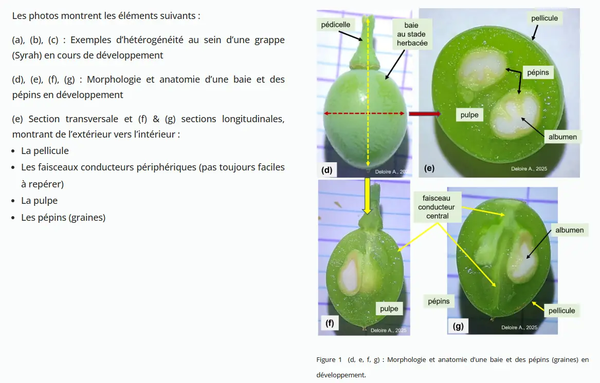 Illustration du cours