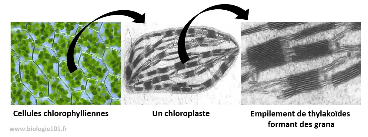 Illustration du cours