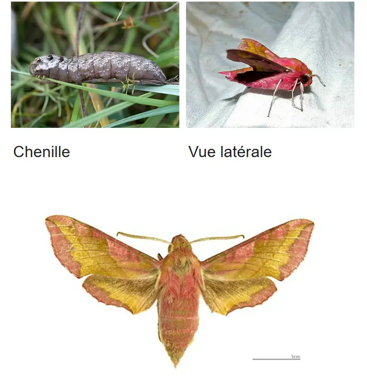 Illustration du cours