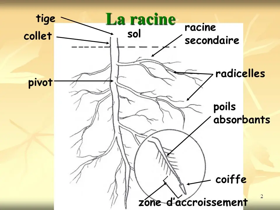 Illustration du cours