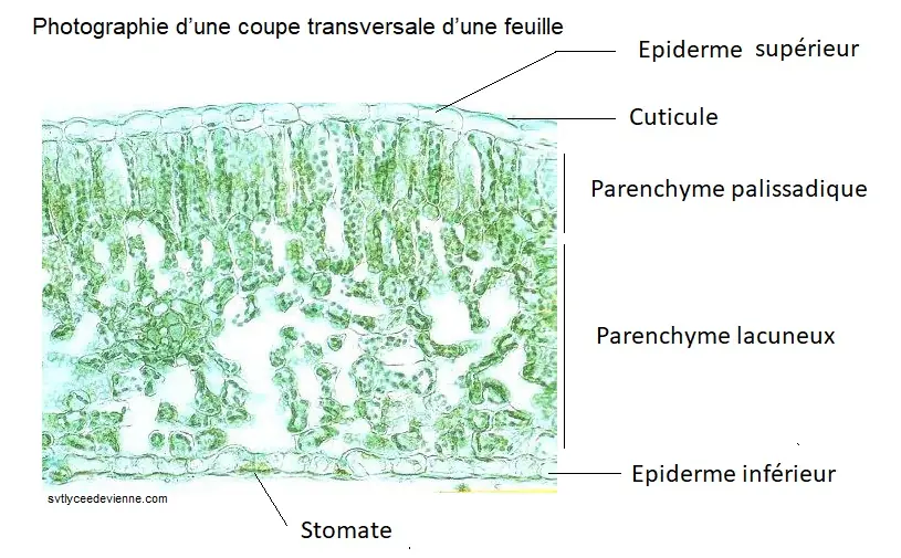 Illustration du cours