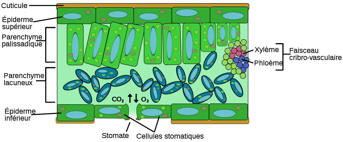Illustration du cours