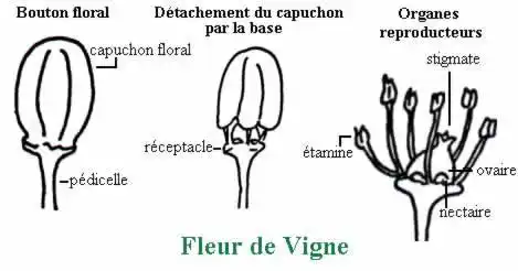 Illustration du cours