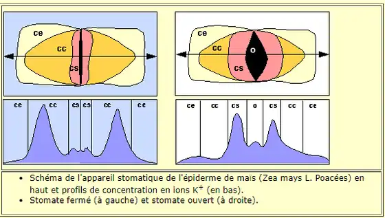 Illustration du cours