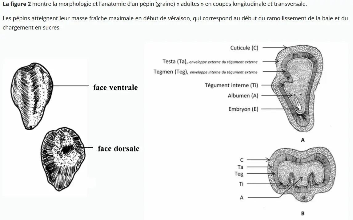 Illustration du cours