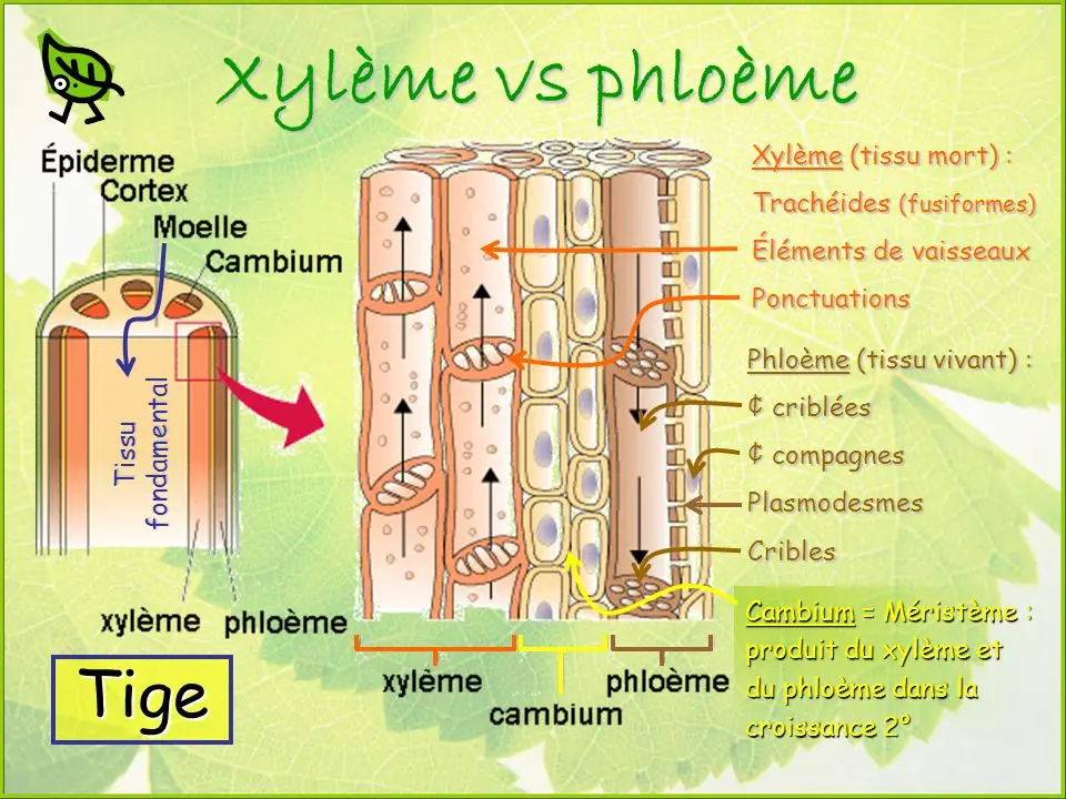 Illustration du cours
