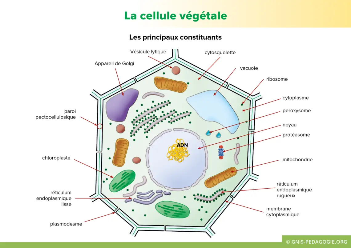 Illustration du cours