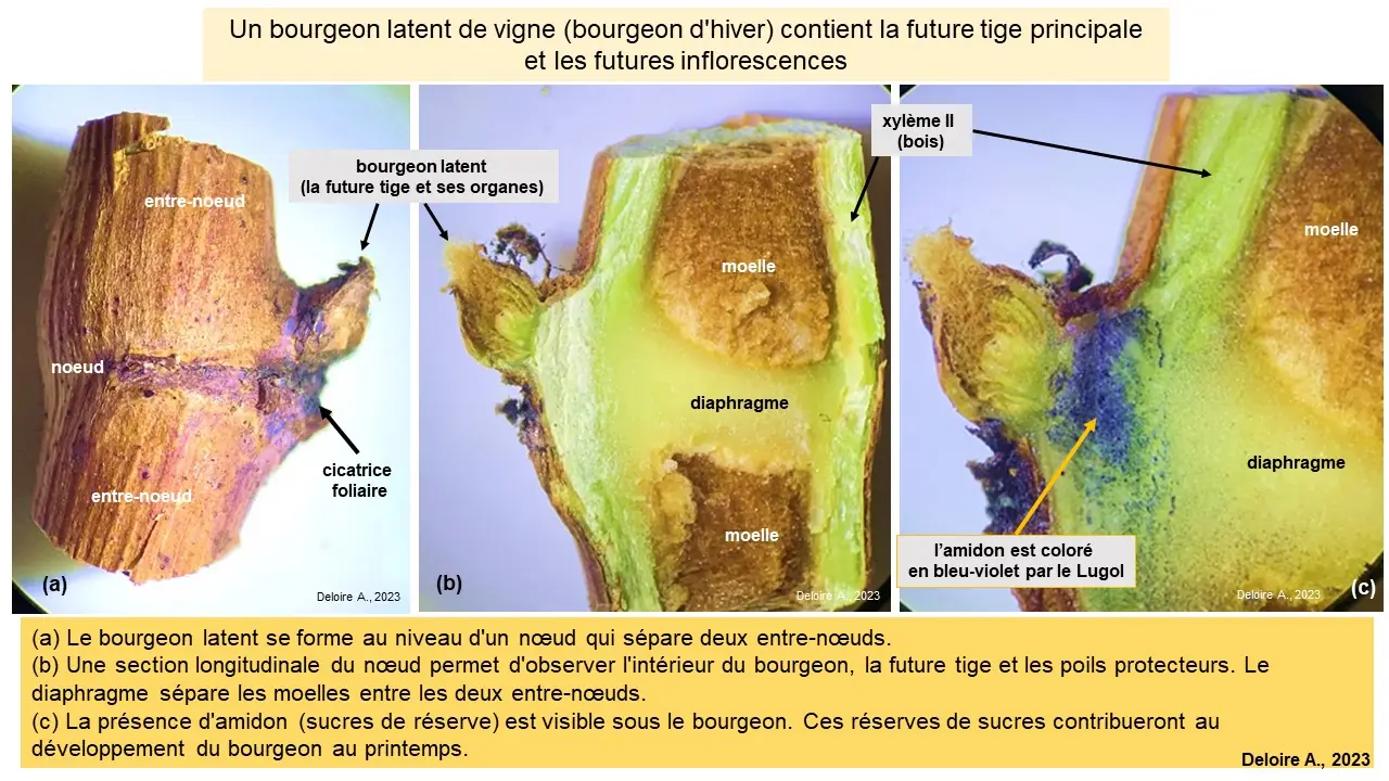 Illustration du cours
