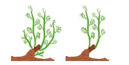 Illustration du cours