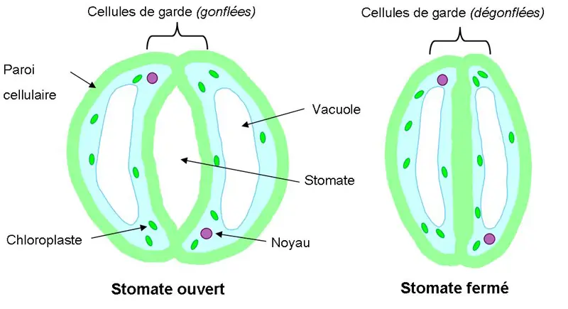 Illustration du cours