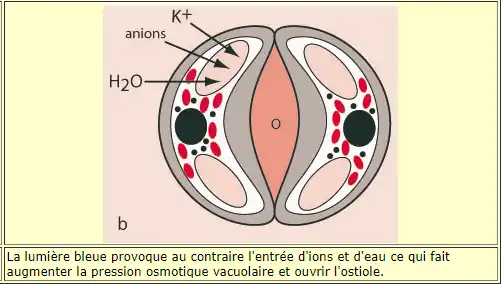 Illustration du cours