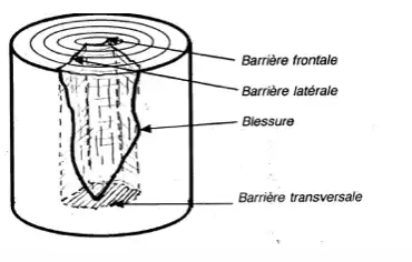 Illustration du cours